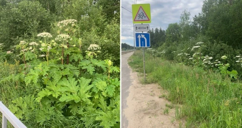 Борщевик сосновского: что это за растение, чем опасно и как бороться с борщевиком на участке — секрет фирмы