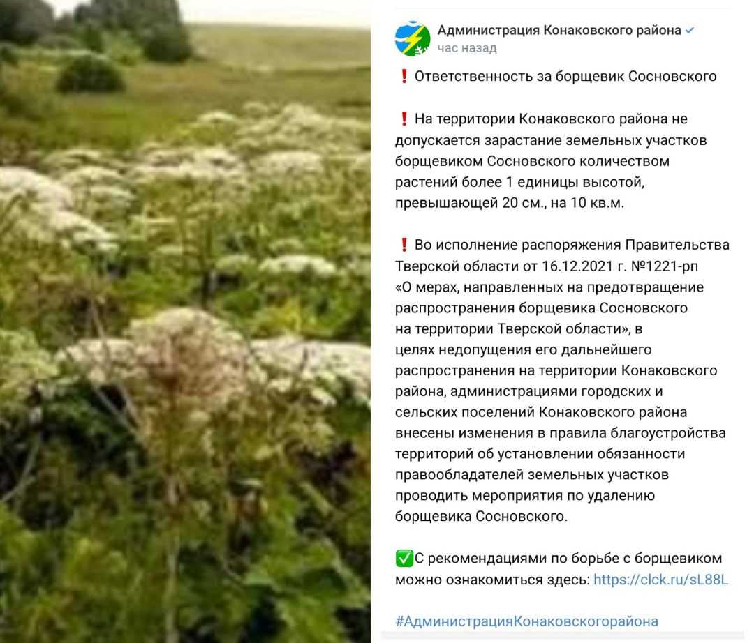 Зло под зонтиком. как борщевик стал синонимом биологической катастрофы и можно ли побороть это ядовитое растение