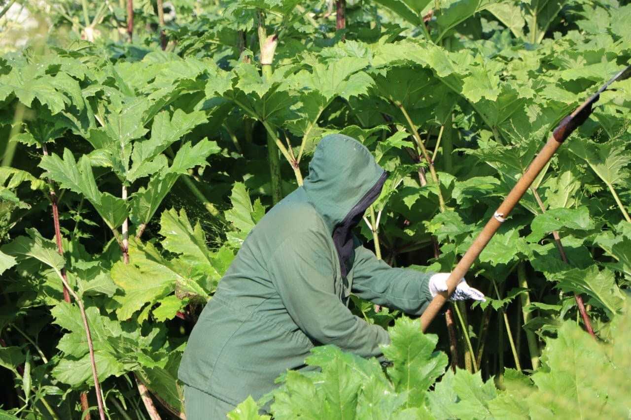 Как к нам попал борщевик