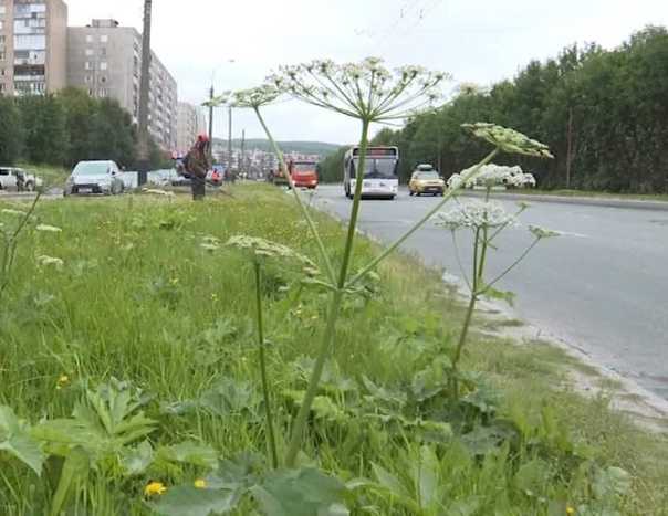 Борщевик сосновского: история появления в россии, борьба с ядовитым сорняком
