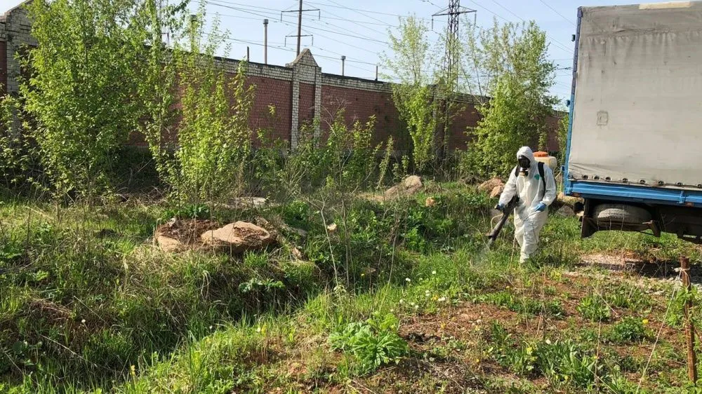 Наука против борщевика: из него гонят спирт в тверской сельхозакадемии