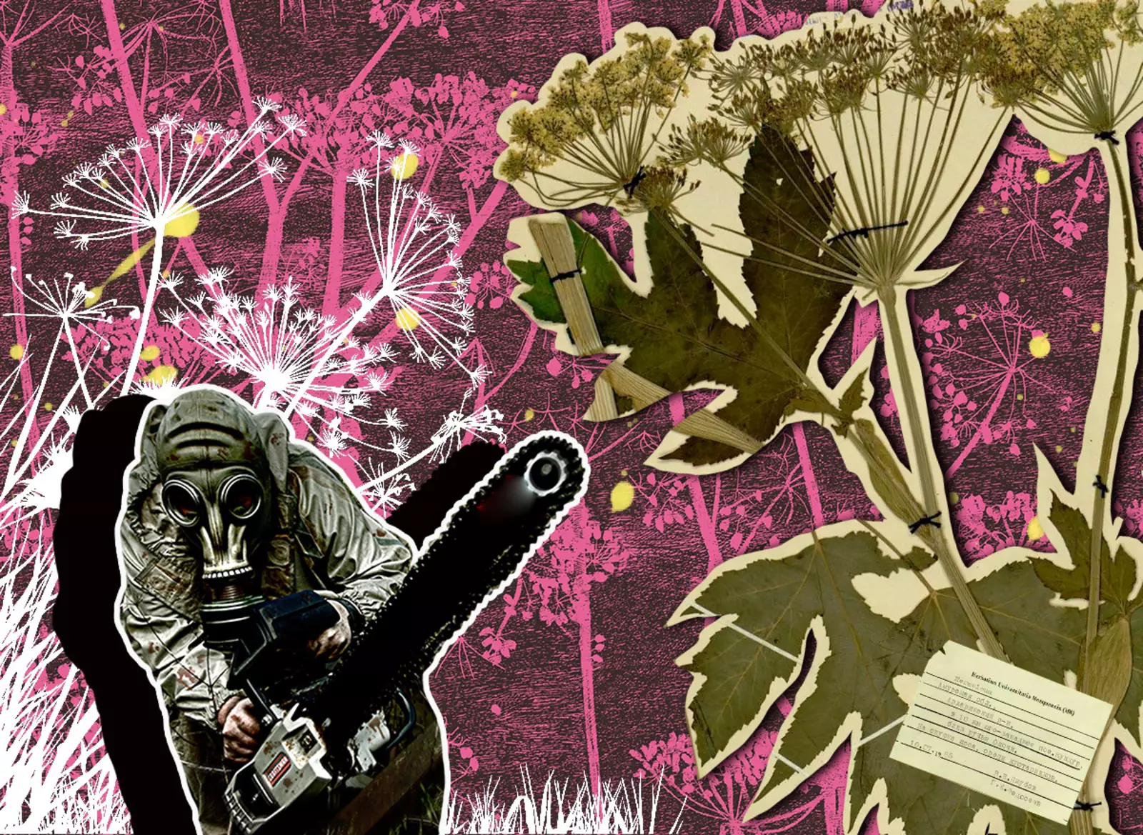 Борщевик сосновского: история появления в россии, борьба с ядовитым сорняком