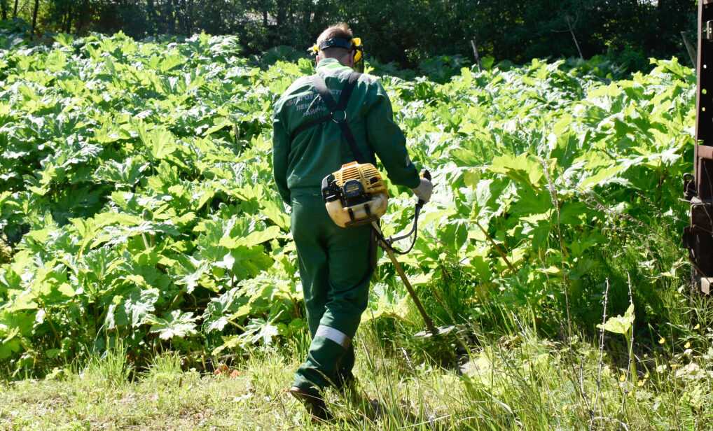 Как борщевик заполонил нижегородскую область и что с ним делать