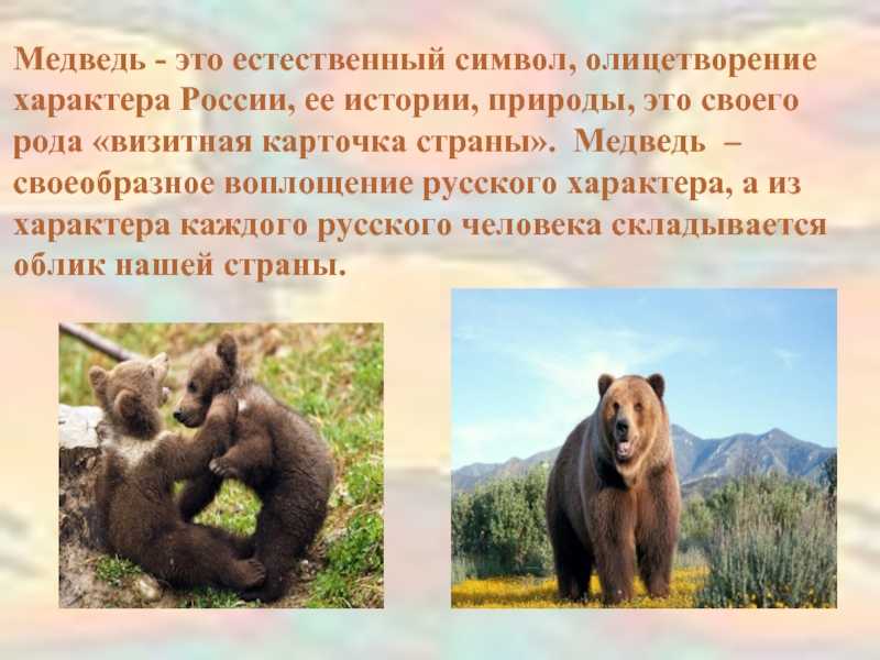 Как медведь стал символом россии — consiglio2016