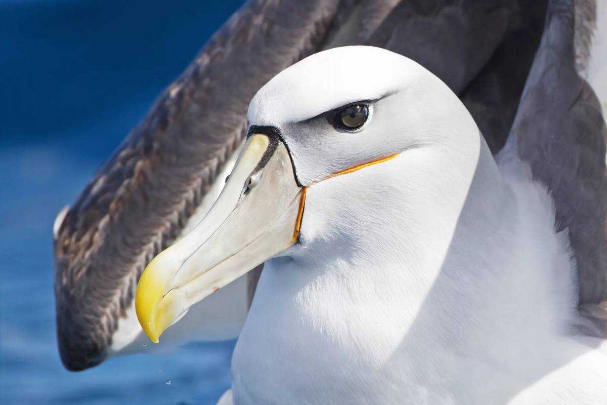 Топ-10 самых больших птиц в мире по мнению zoowka.com