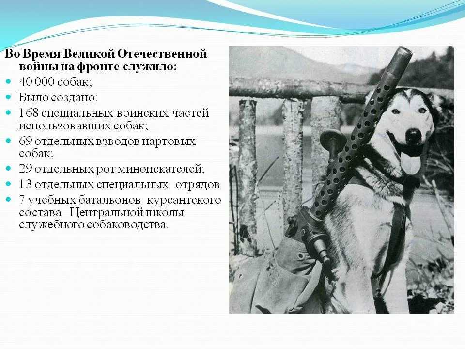 Собаки в великой отечественной войне