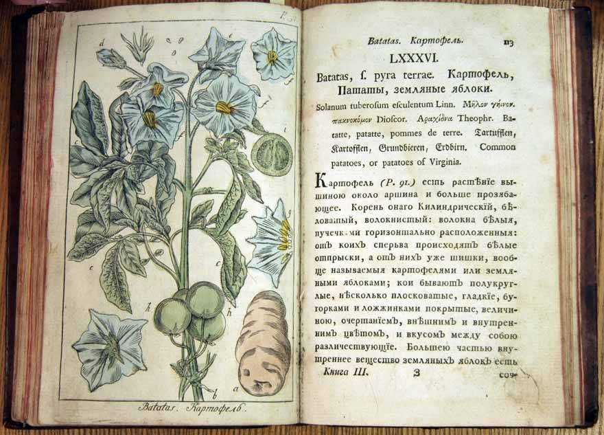 «от недр своя…» — история медицины древней и средневековой руси
