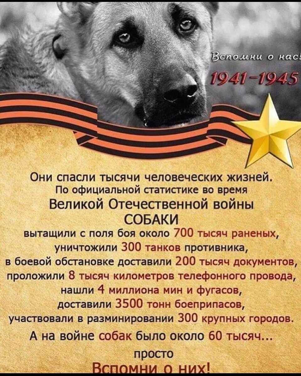 Чем знаменита собака, для которой сталин отдал свою шинель? — хайфаинфо