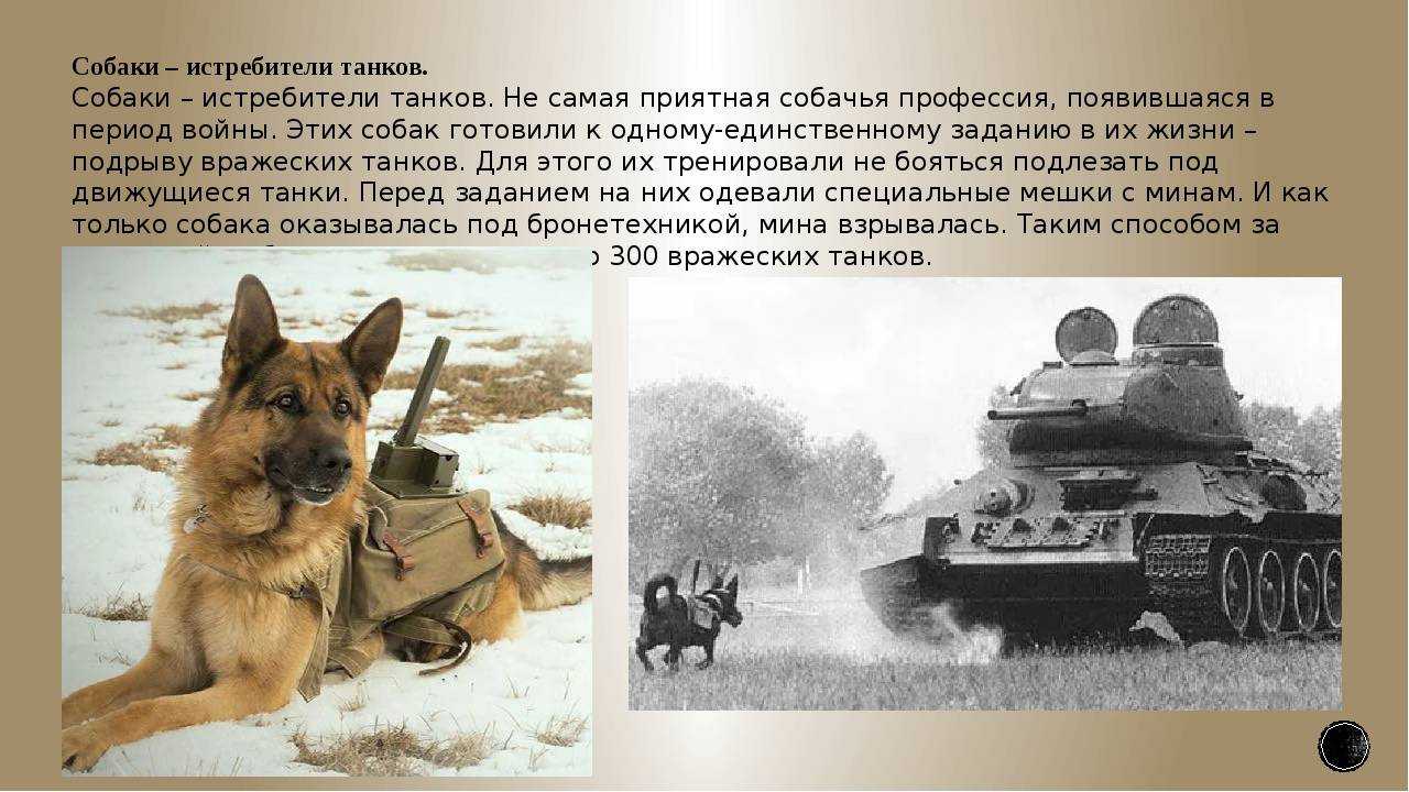 Собаки герои времен войны