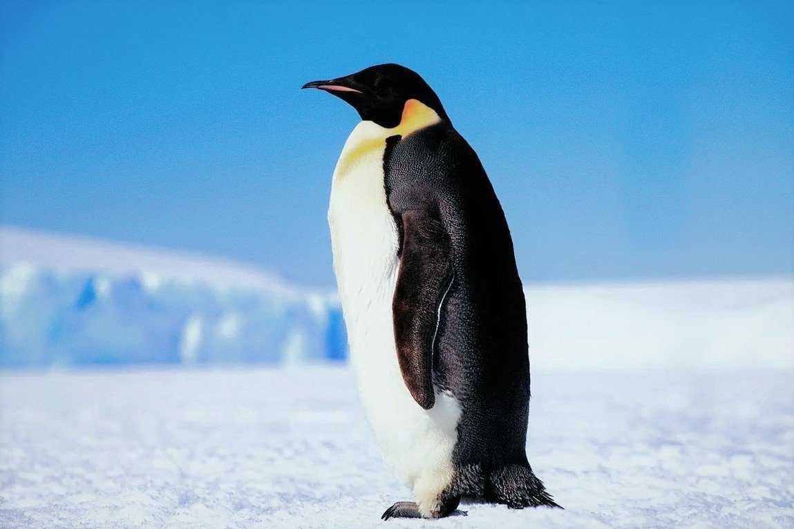 Galapagos penguin bird facts | spheniscus mendiculus - a-z animals