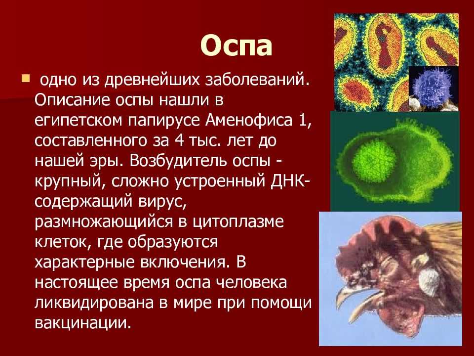 Как в ссср справились с черной оспой