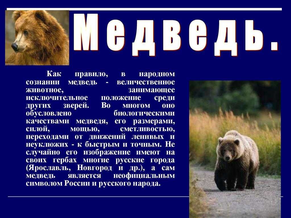 Какое животное символ россии