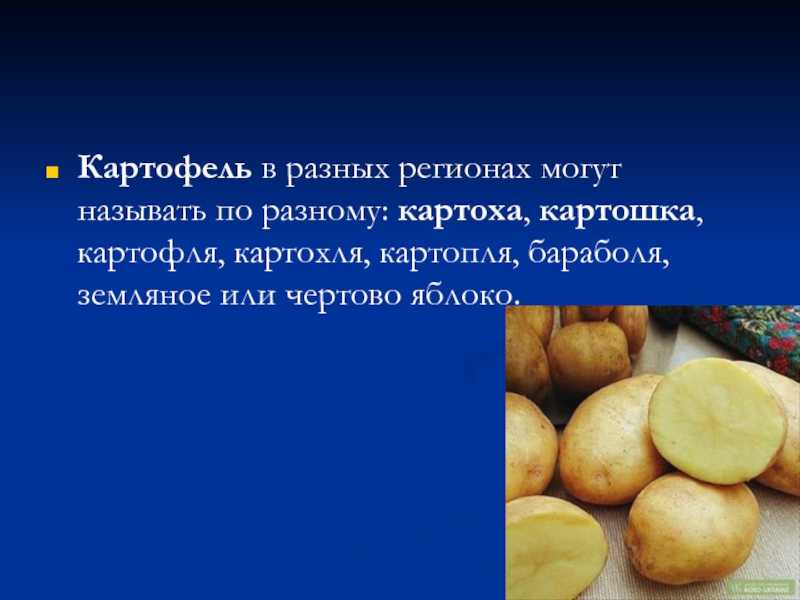 История появления и распространения картофеля