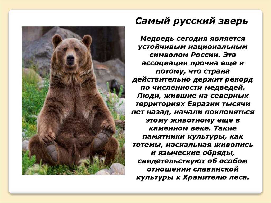 Символ и значение медведя • символистика литературный проект