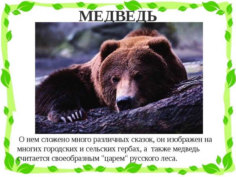 Как медведь стал символом россии?