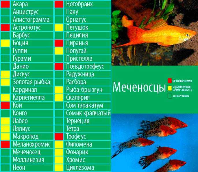 Топ 10 самых быстрых рыб мира: узнайте, кто может разгоняться на трехстах километрах в час