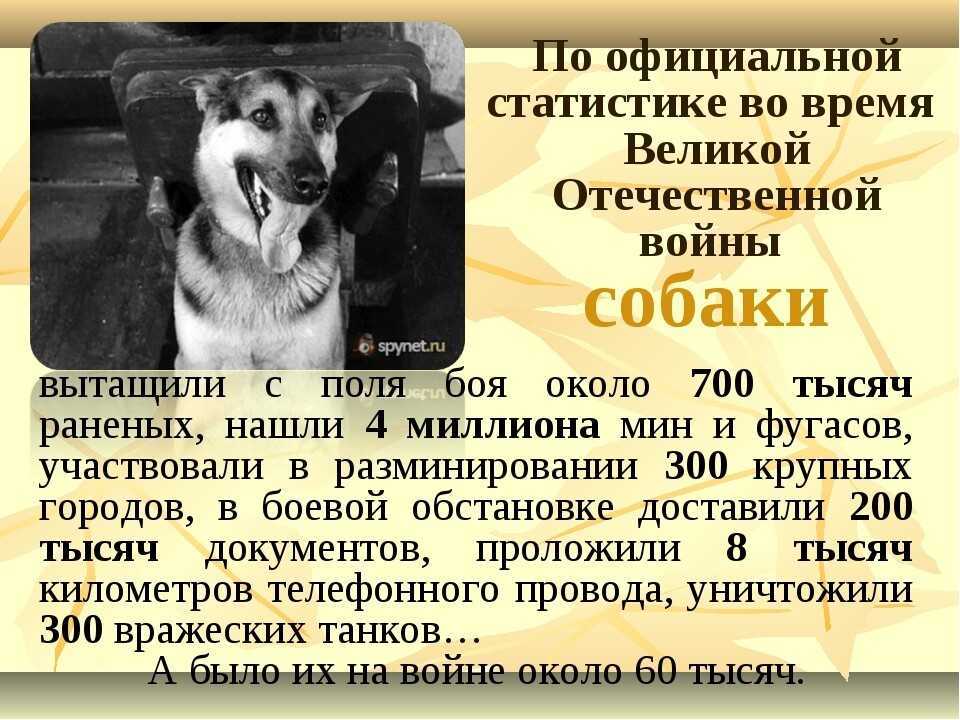 Собаки-герои великой отечественной войны — обсуждение в группе "собаки" | птичка.ру