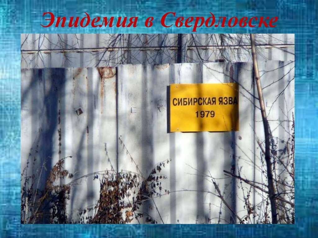 Бред сивой кобылы. три версии эпидемии сибирской язвы в свердловске (10 фото,видео)