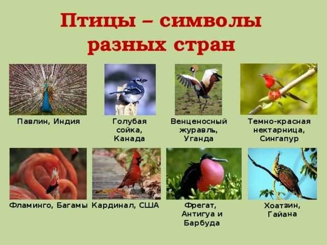 Есть порода казанская кошка