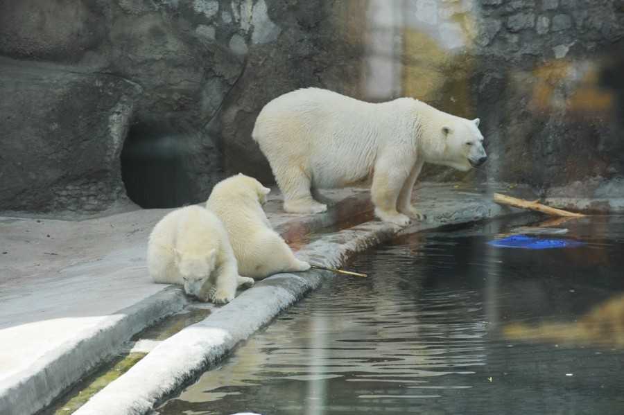 Шанго (слон)